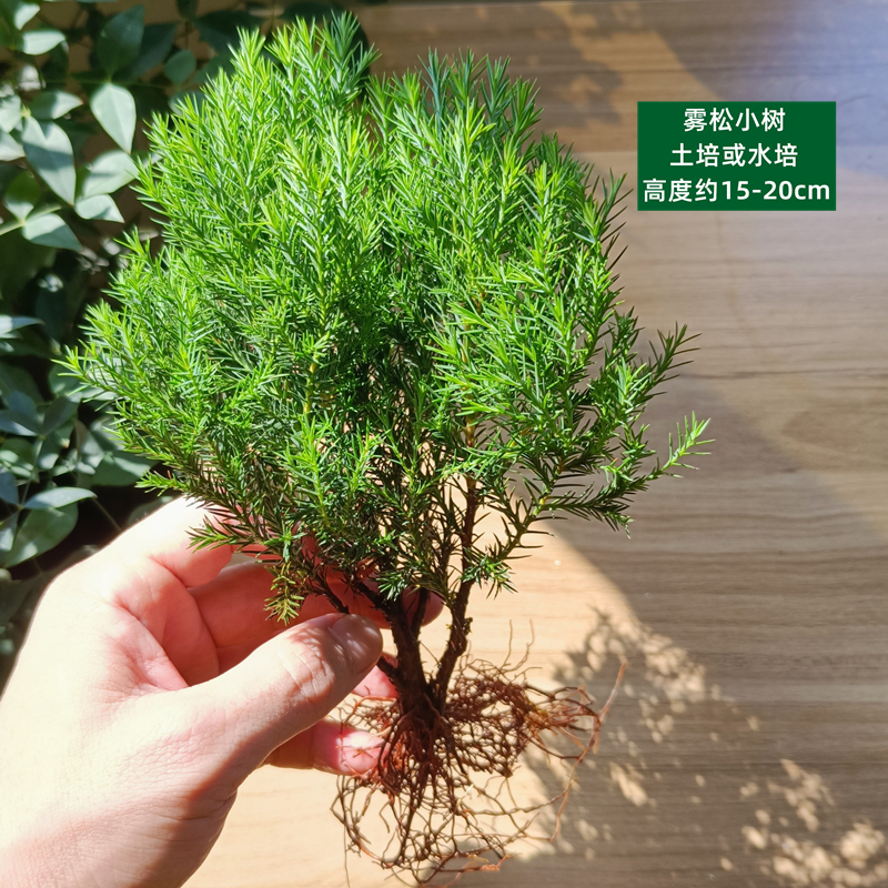 苔藓微景观材料 网纹草单颗植物鲜活绿植生态缸水陆缸造景蕨类