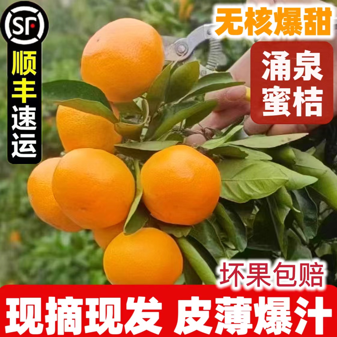 浙江涌泉蜜桔正宗临海高山当季新鲜水果孕妇宫川无核薄皮橘子桔子