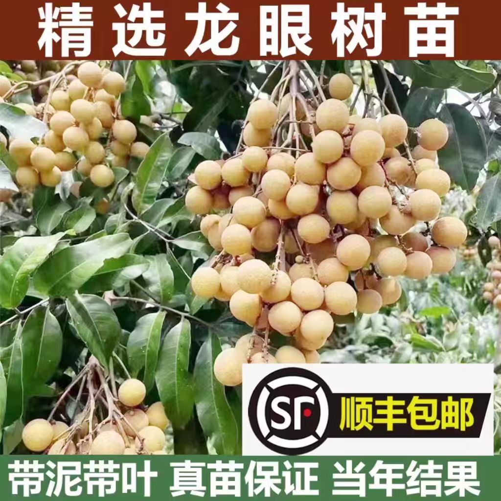 龙眼树苗桂圆苗嫁接苗石硖龙眼储良龙眼四季可种南方果苗地栽庭院
