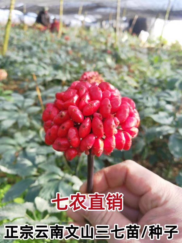 产地直发 正宗云南文山药材三七种子红籽田七种苗植物可盆栽 包邮