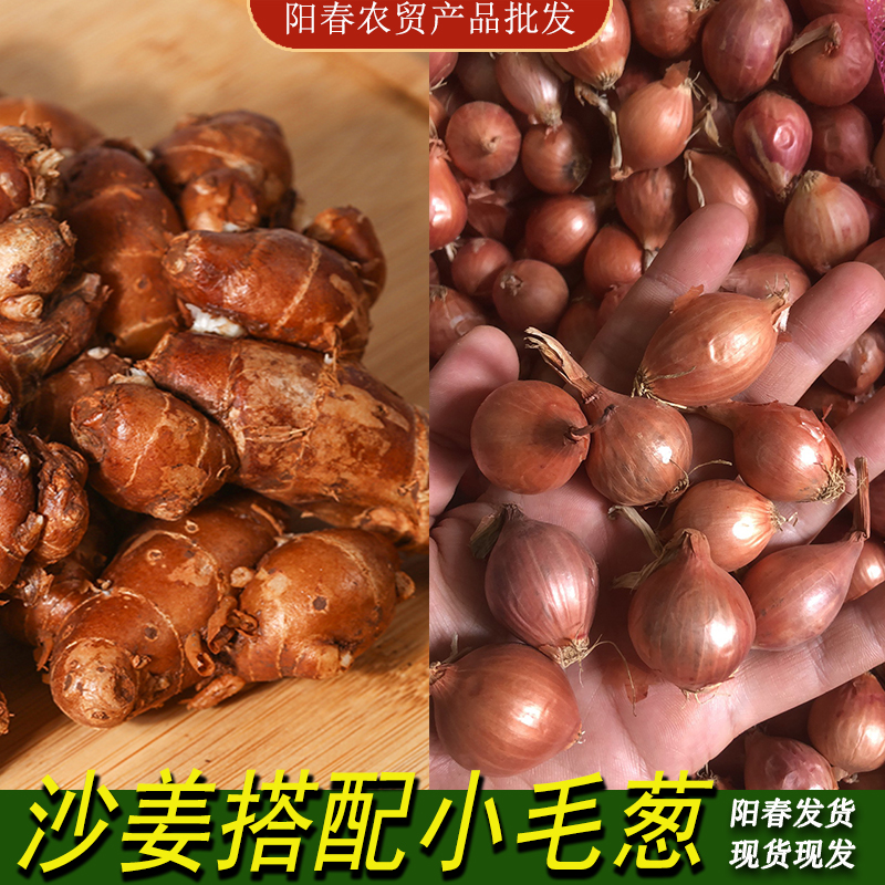 新鲜广东沙姜啫啫煲白切鸡椰子鸡香料调味配料1-2斤包邮现货