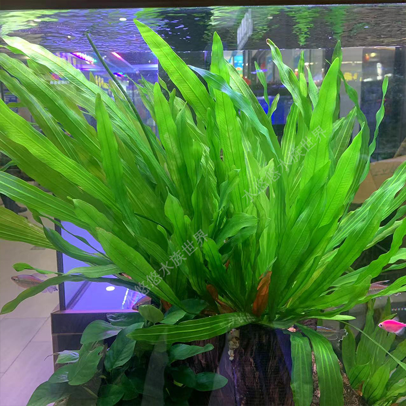 绿九冠水草植物活体鱼缸造景水草缸绿植皇冠迷你专用九冠后景水草