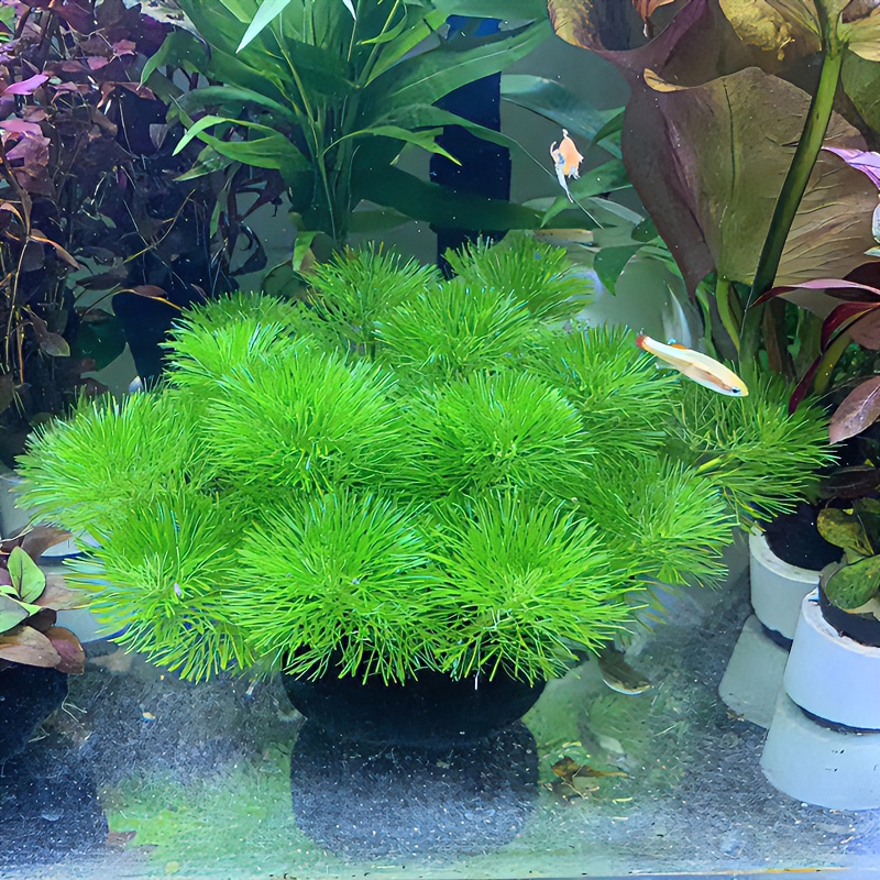 绿菊坨草水草植物活体真草绿植水草懒人新手水草鱼缸造景专用水草