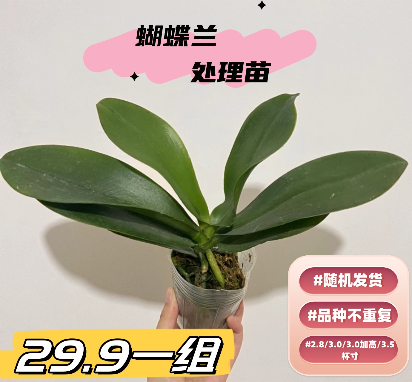 【6颗2.8/3.0杯寸】蝴蝶兰花后苗 品种随机发货 轻微瑕疵【不售后！】