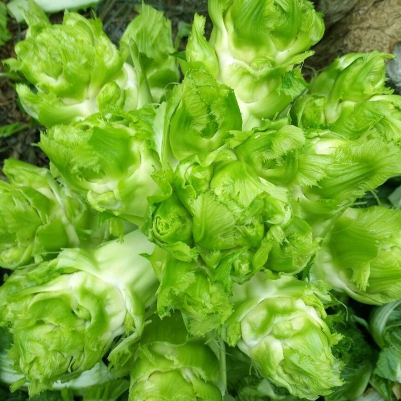 儿菜种子四川产四季播娃娃菜抱子芥菜秋季蔬菜种子早熟种庭院