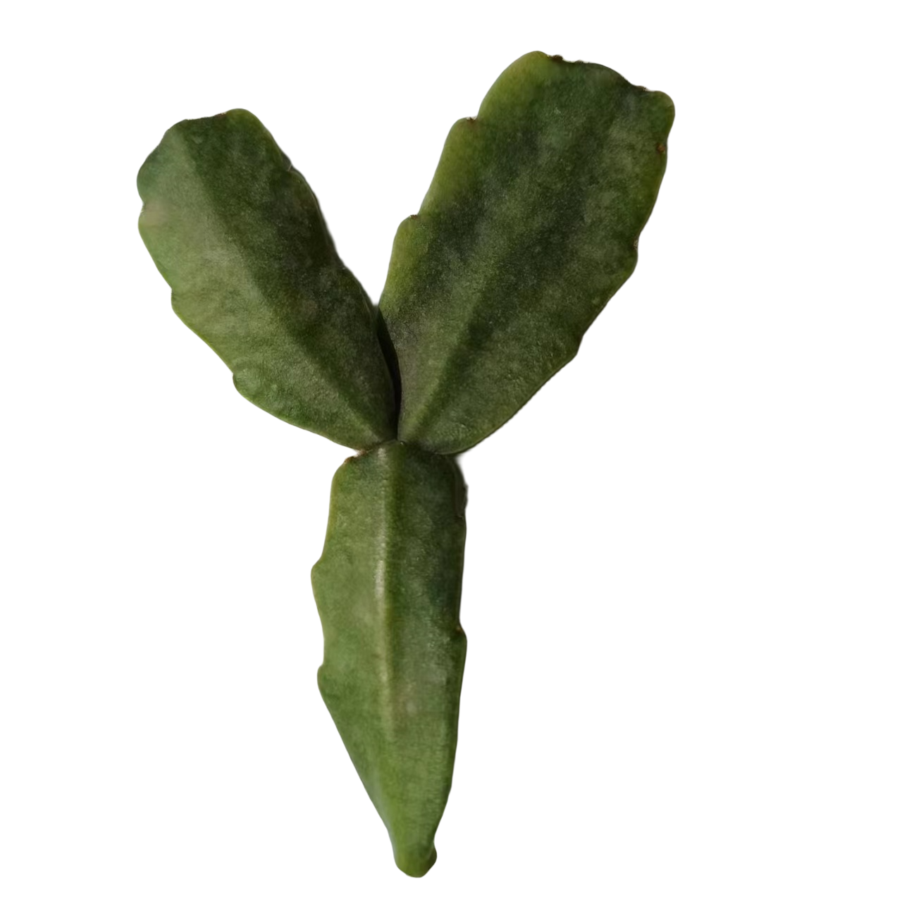 紫色仙人指枝条可嫁接可扦插繁殖