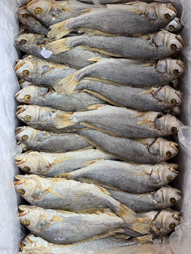 正宗港香白花，梅香白花