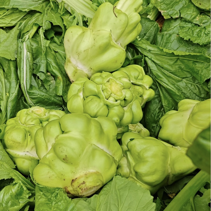 【全店满五包包邮】榨菜种子大头菜榨菜头青菜头芥菜种籽夏秋季蔬