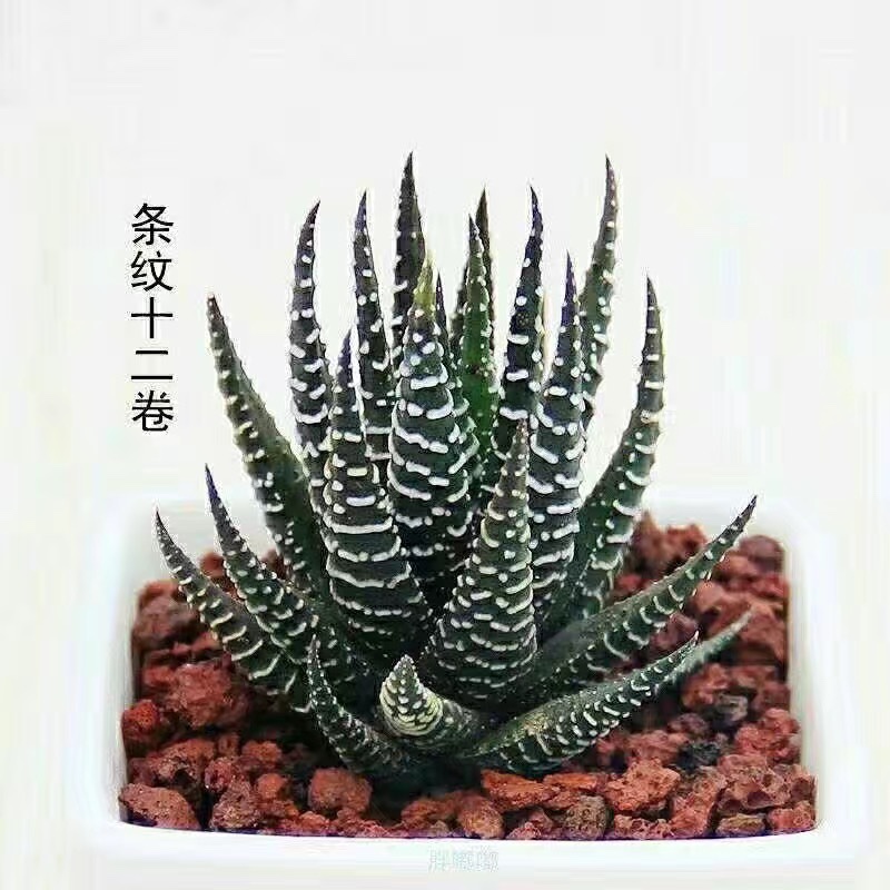 多肉植物防辐射鹰爪硬叶组合小盆栽十二卷室内稀有仙人球多肉老桩