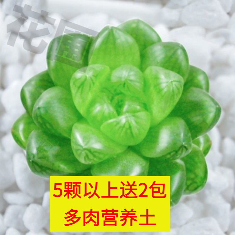 玉露小盆栽稀有品种室内桌面盆栽卉绿植花卉多肉植物多肉老桩精品