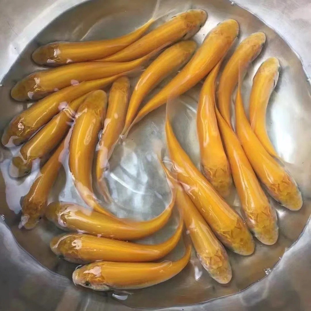 俄罗斯金草鱼 金丝皖鱼 水族活体