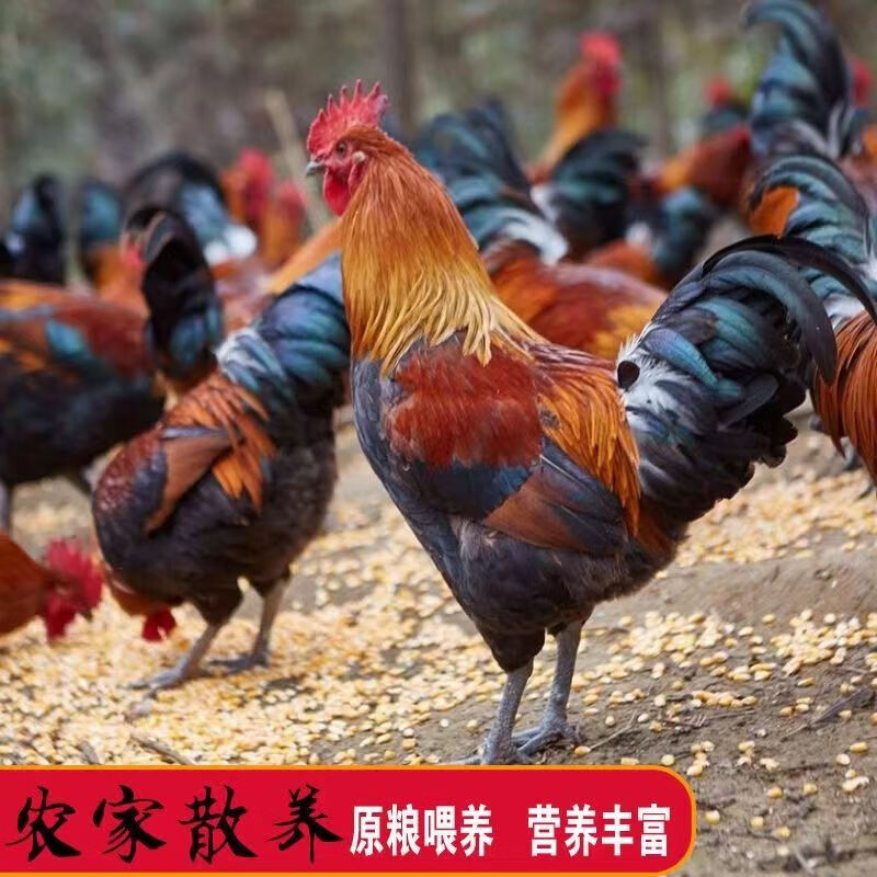 买一送一土公鸡纯放养新鲜当年鸡肉现杀净重7.5斤顺丰京东快递