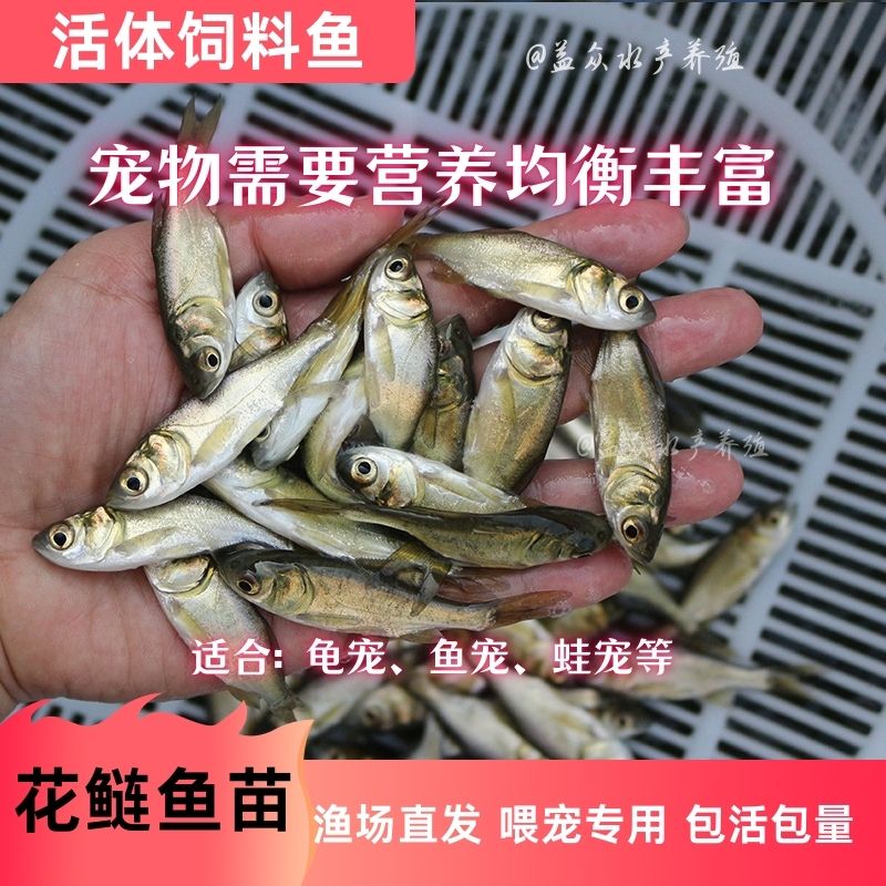 大头鱼麦穗鲤鱼鲫鱼白鲢鱼土鲮鱼龟粮鱼粮宠物鱼活饲料活体饲料鱼