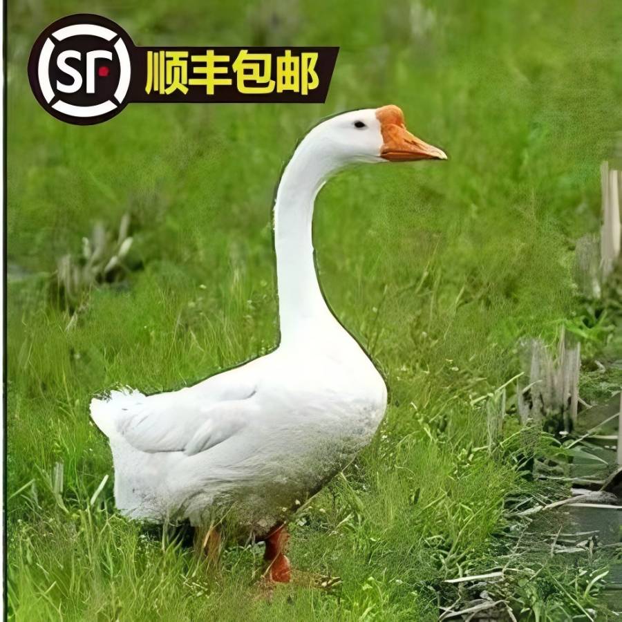 东北大鹅！带心肝胗！140天以上