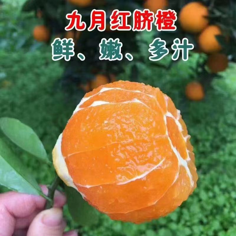 湖北秭归九月红果冻爆汁脐橙现摘新鲜橙子果肉细腻化渣