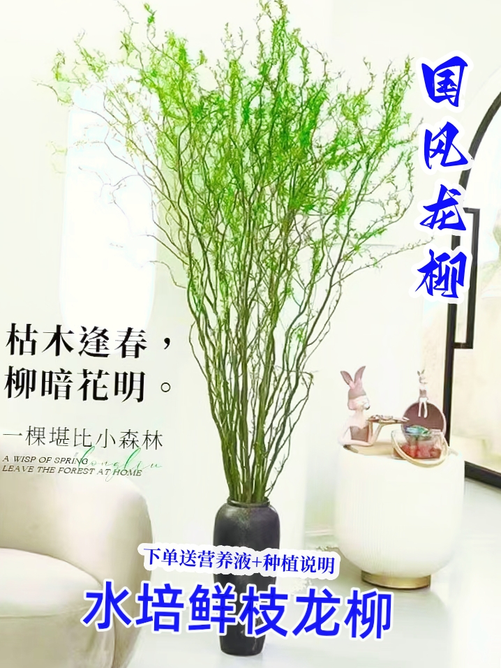 精品国风龙柳鲜枝水培插花艺术装饰四季水培植物发芽好养