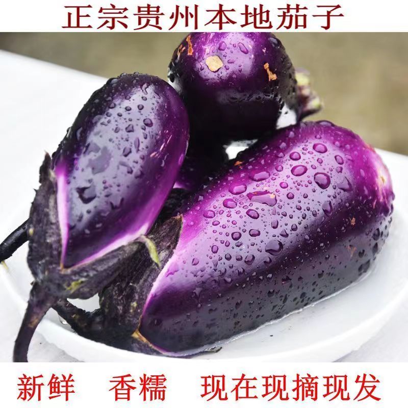 正宗贵州新鲜茄子现摘现发嫩短圆茄子新鲜紫茄子紫光茄子农家自种