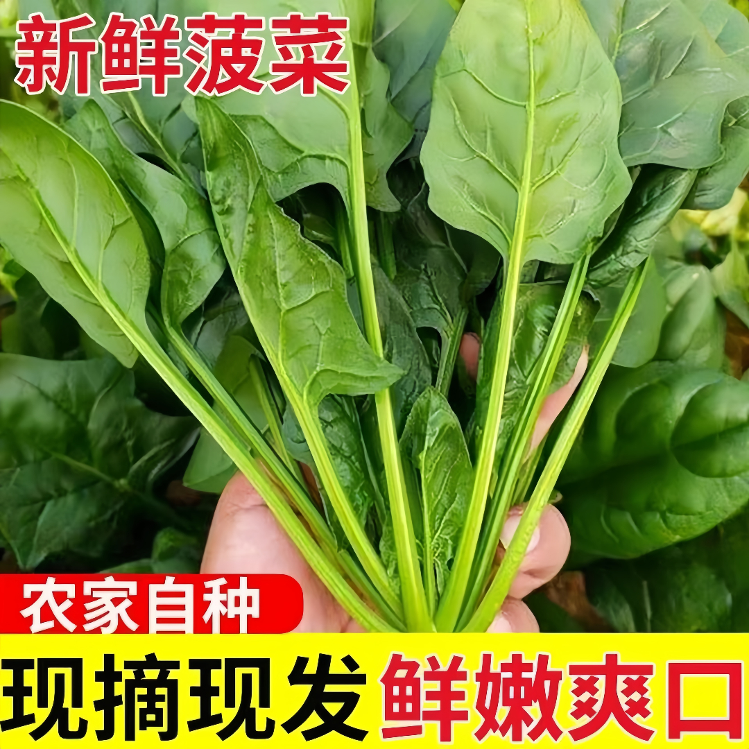 新鲜菠菜火锅炒菜食材现割现发食用露天时令菜4斤1斤火锅凉菜发
