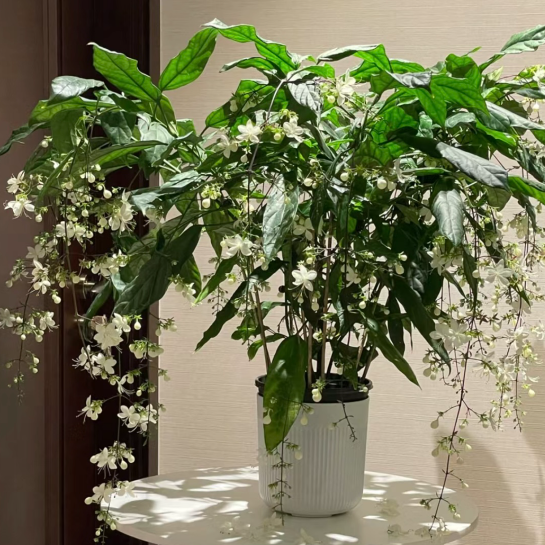 150盆垂丝茉莉盆栽生花丝状态发货庭院阳台耐阴新手易养护爆花强