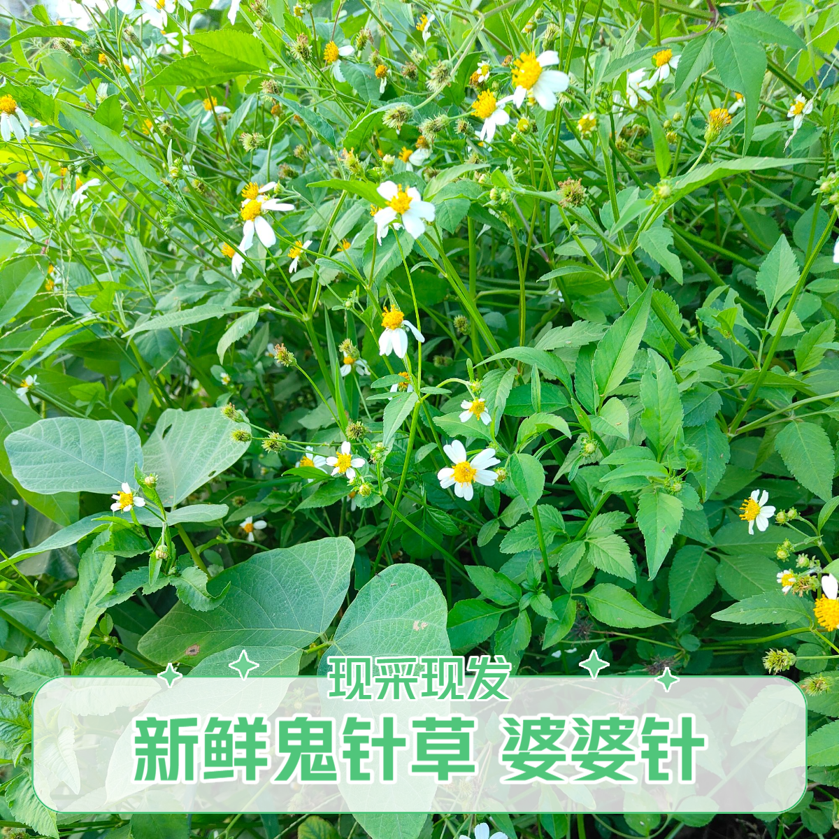 新鲜鬼针草一包针粘人草泡茶洗澡草药虾钳草现采现发婆婆针