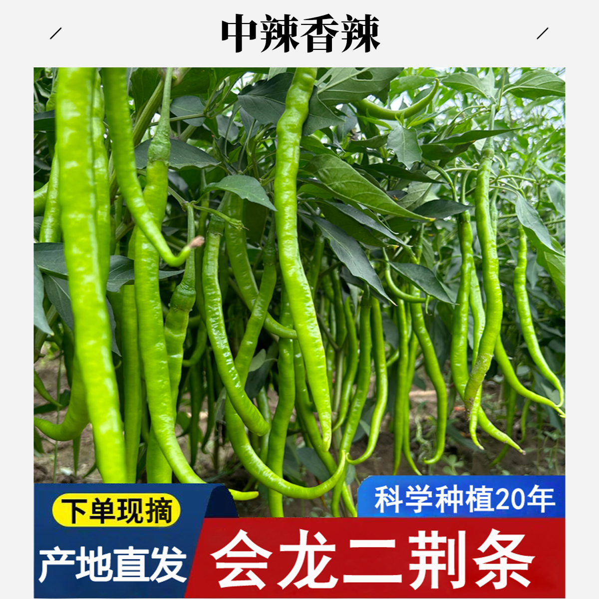 新鲜二荆条辣椒青线条辣椒长线辣椒现摘现发中辣微辣香辣长尖椒