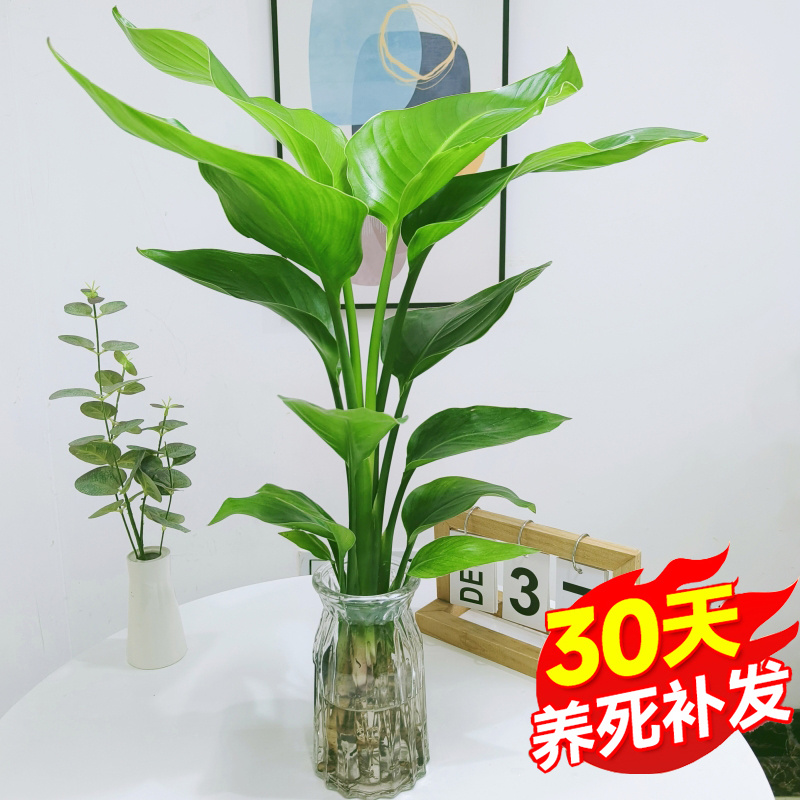 水培天堂鸟植物ins风桌面小绿植春季鹤望兰盆栽绿植室内客厅花卉