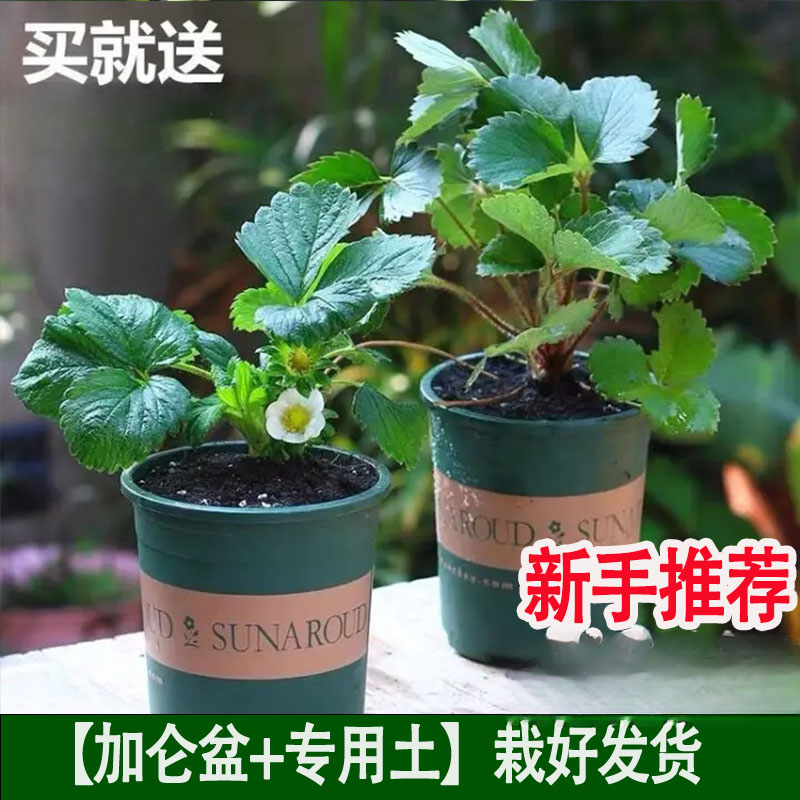 [加仑盆]四季奶油草莓苗南北方阳台种草莓庭院丹东99红颜草莓盆栽