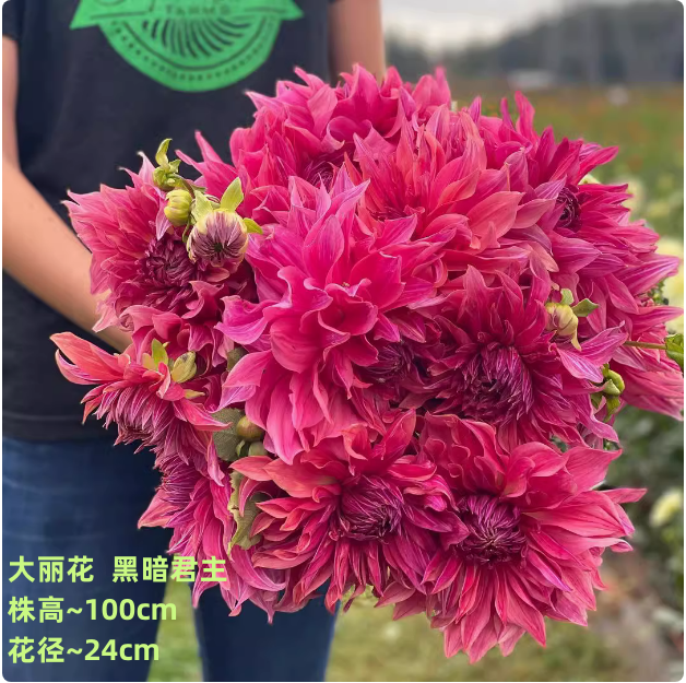 新货巨型大丽花重瓣四季开花室内阳台庭院易活好养花卉盆栽