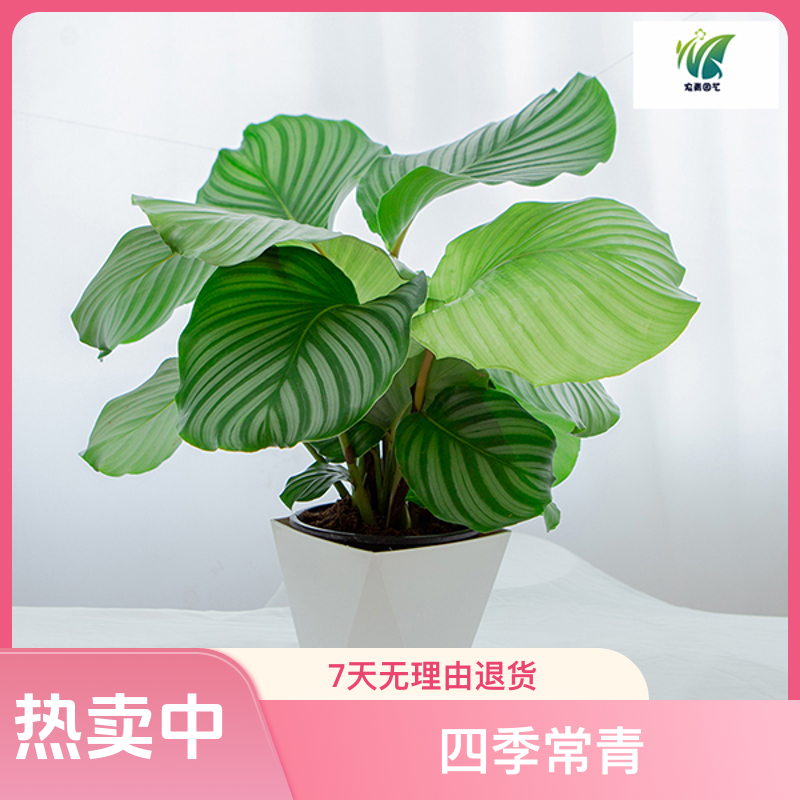青苹果竹芋北欧风盆栽四季常青室内绿植前台带盆带肥料