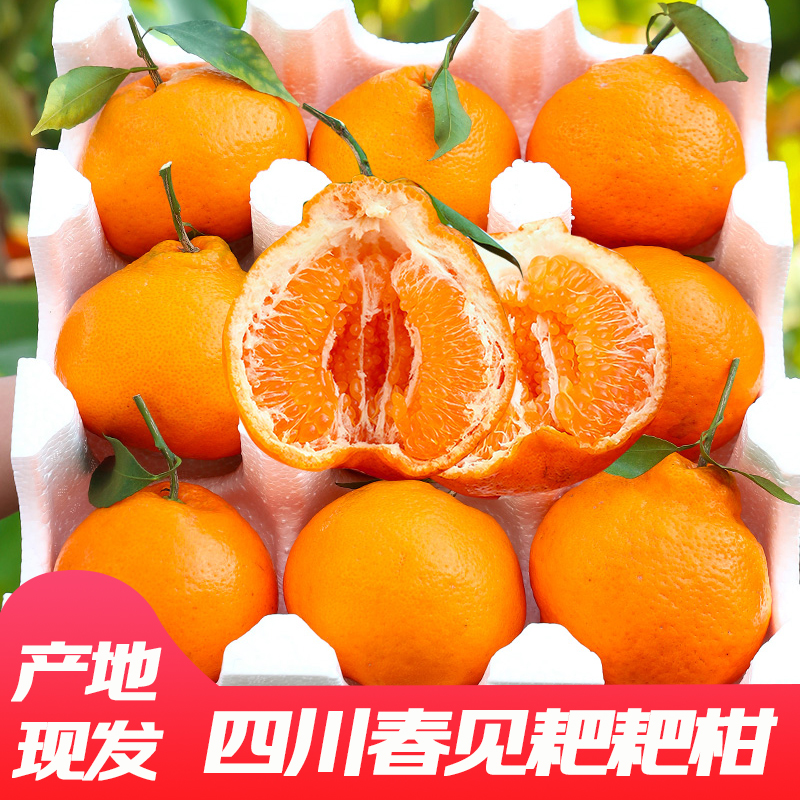 FF【头茬耙耙柑】四川春见耙耙柑柑橘新鲜爆汁多汁爽口细腻自然熟