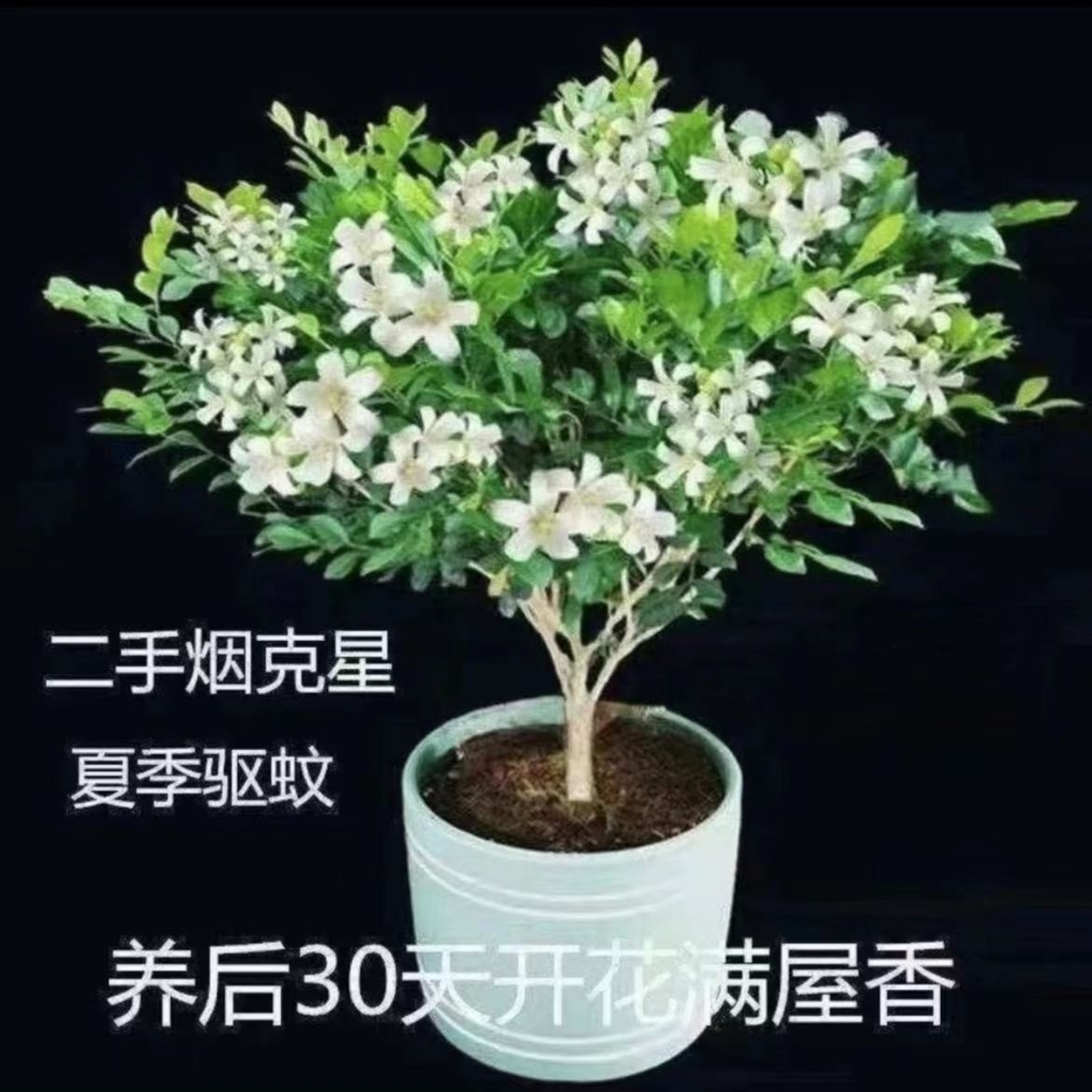 九里香盆栽带花植物室内七里香盆景老桩驱蚊十里香苗四季常青白色