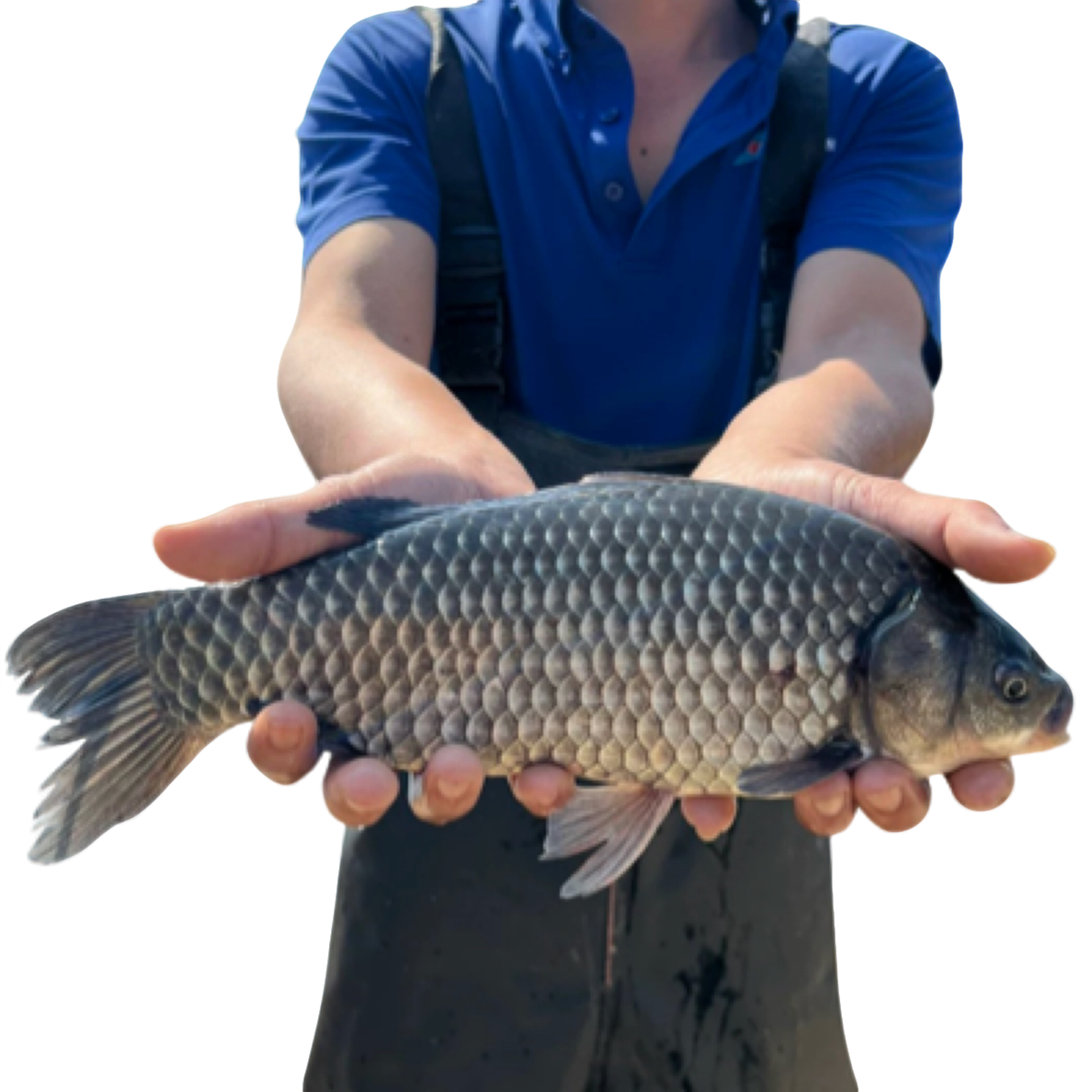 中科鲫3号5号淡水鱼观赏水族淡水