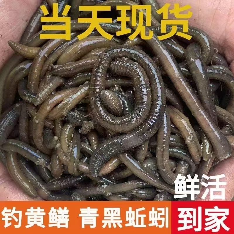青蚯蚓户外专业大号包活鲜活饵料鱼饵野生地龙臭蚯蚓包邮