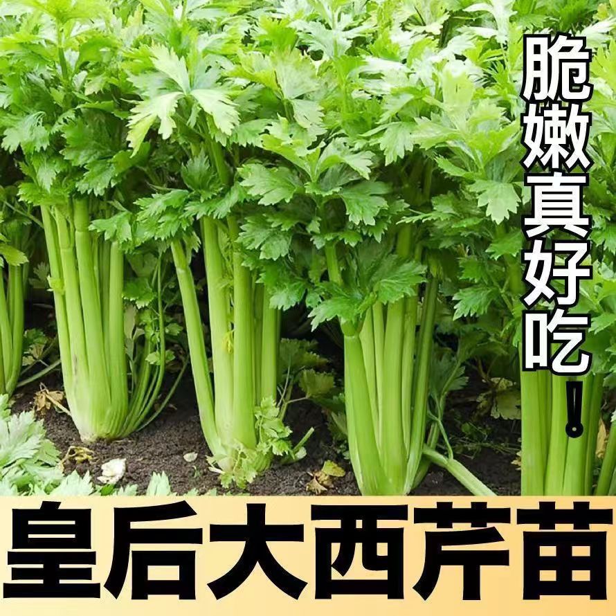 正宗皇后大肉西芹苗芹菜苗秧苗四季小香芹大肉玻璃脆苗西芹