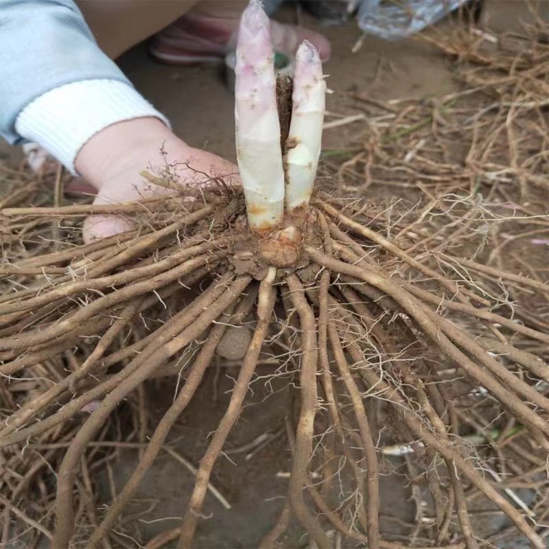 芦笋苗蔬菜根芦笋根多年生蔬菜种高产四季种植阳台院陆地芦笋根苗