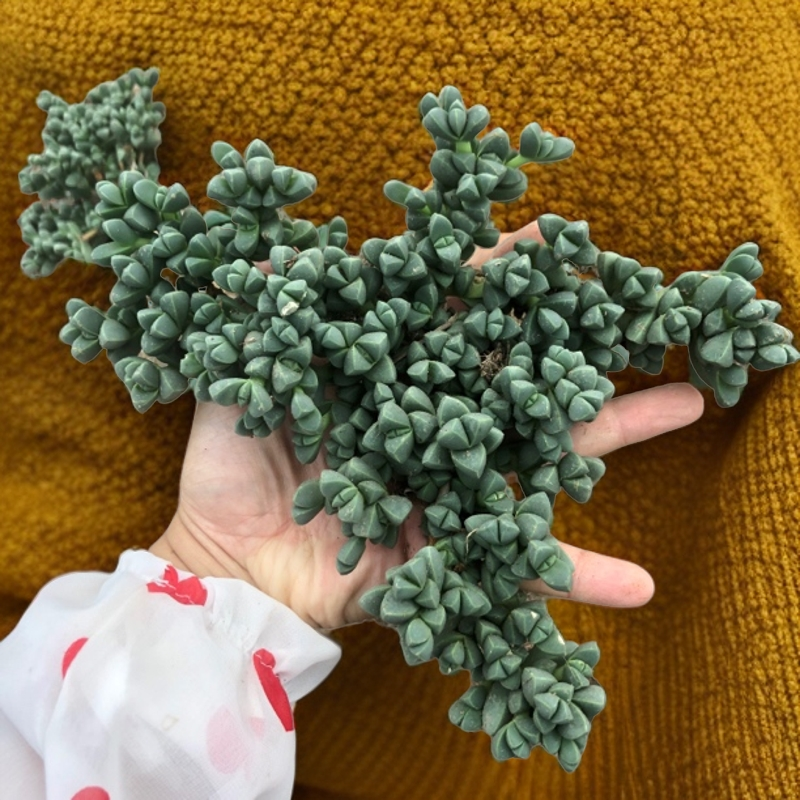 老桩多肉鹿角海棠悬崖桩妖庄群生植物花卉绿植办公室阳台桌面