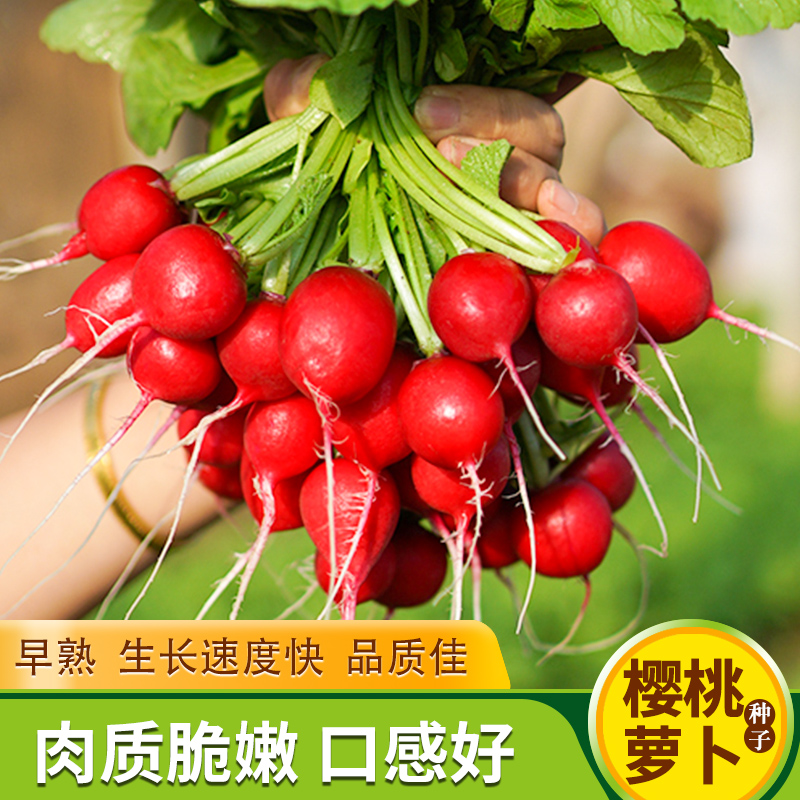四季樱桃萝卜种子手指红白水果萝卜种籽大全简单易种植阳台盆栽