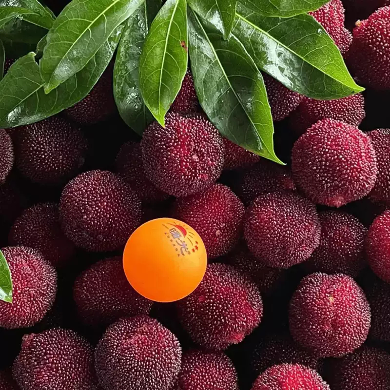 【东方明珠】东魁杨梅新品树苗仙居杨梅成活容器苗盆栽地栽种植生根