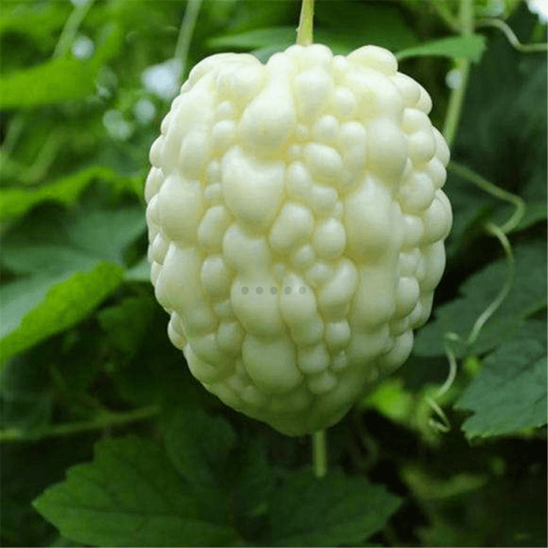 台湾苹果苦瓜种子生吃不苦甘甜水果种子白苦瓜种籽四季播种蔬菜籽
