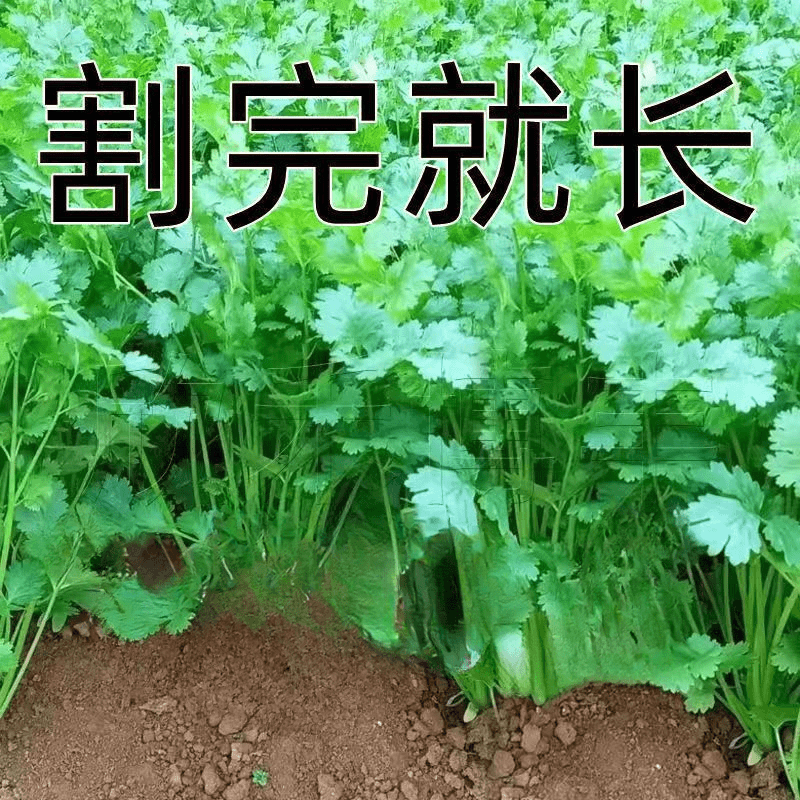 【好生长】四季小香菜种子阳台室内花卉盆栽庭院蔬菜种子四种球