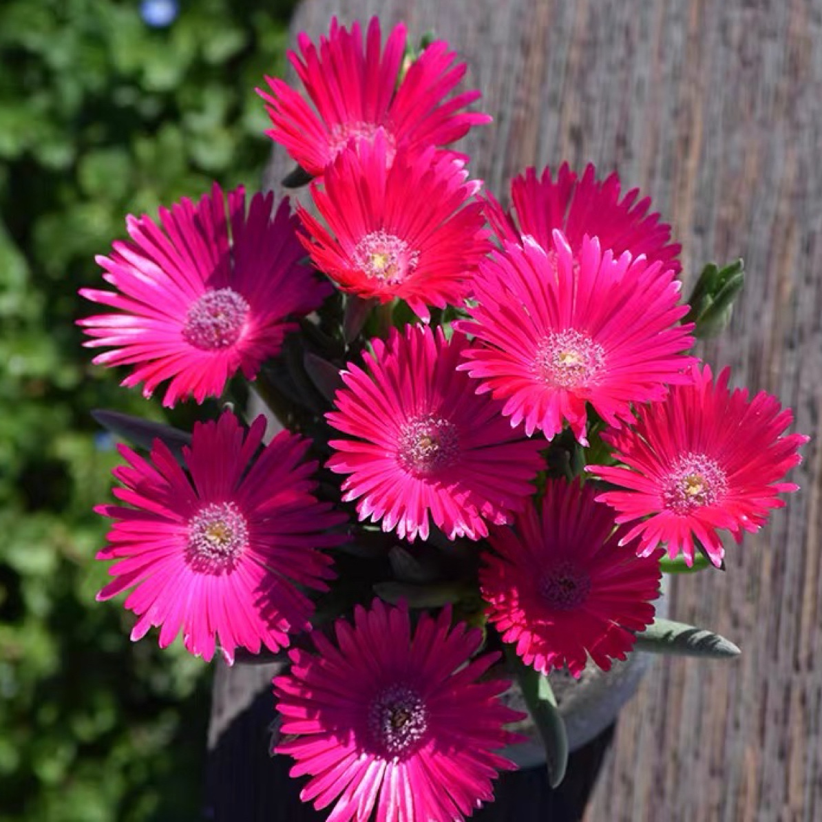 花量多 方盆奔龙裸根一颗