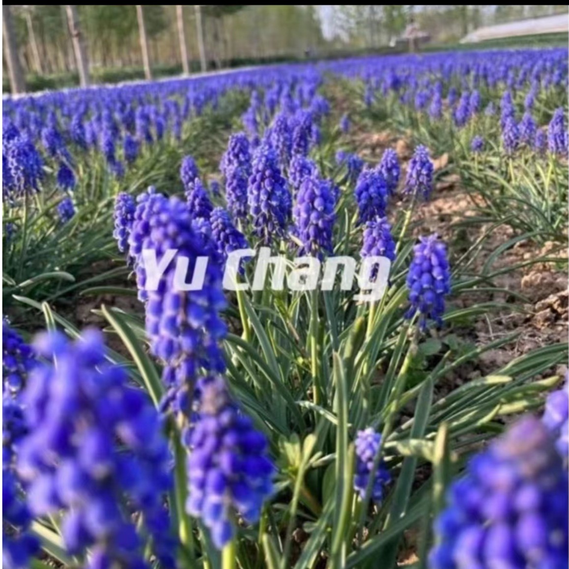 【雪雪家花园专属】葡萄风信子种球 秋冬种 多色耐寒多年生盆栽地栽