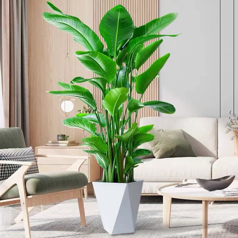 天堂鸟高80-90CM客厅办公室大绿植盆栽净化空气好养活