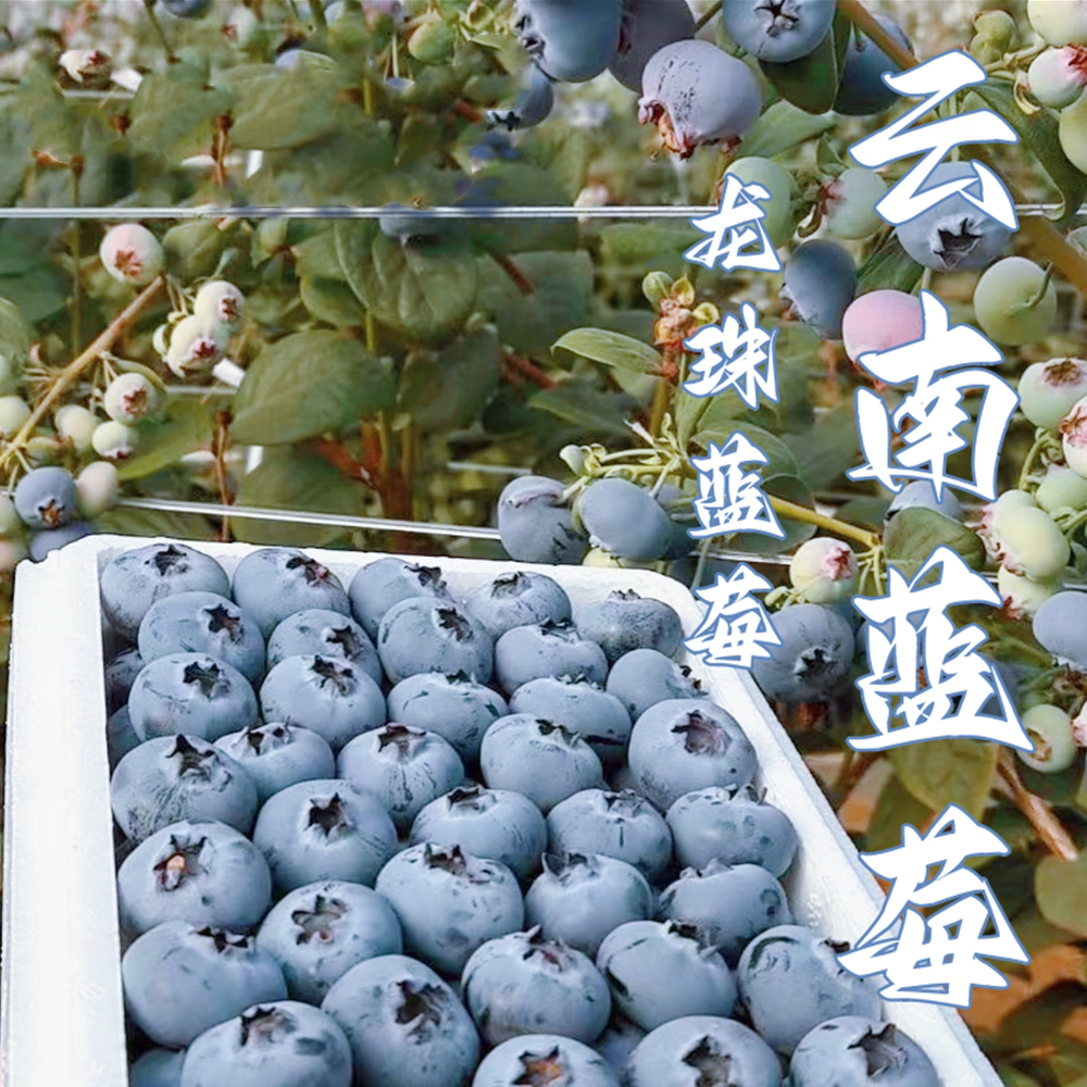 花香脆甜龙珠蓝莓800g+装 云南澄江抚仙湖生态蓝莓 现摘现发空运