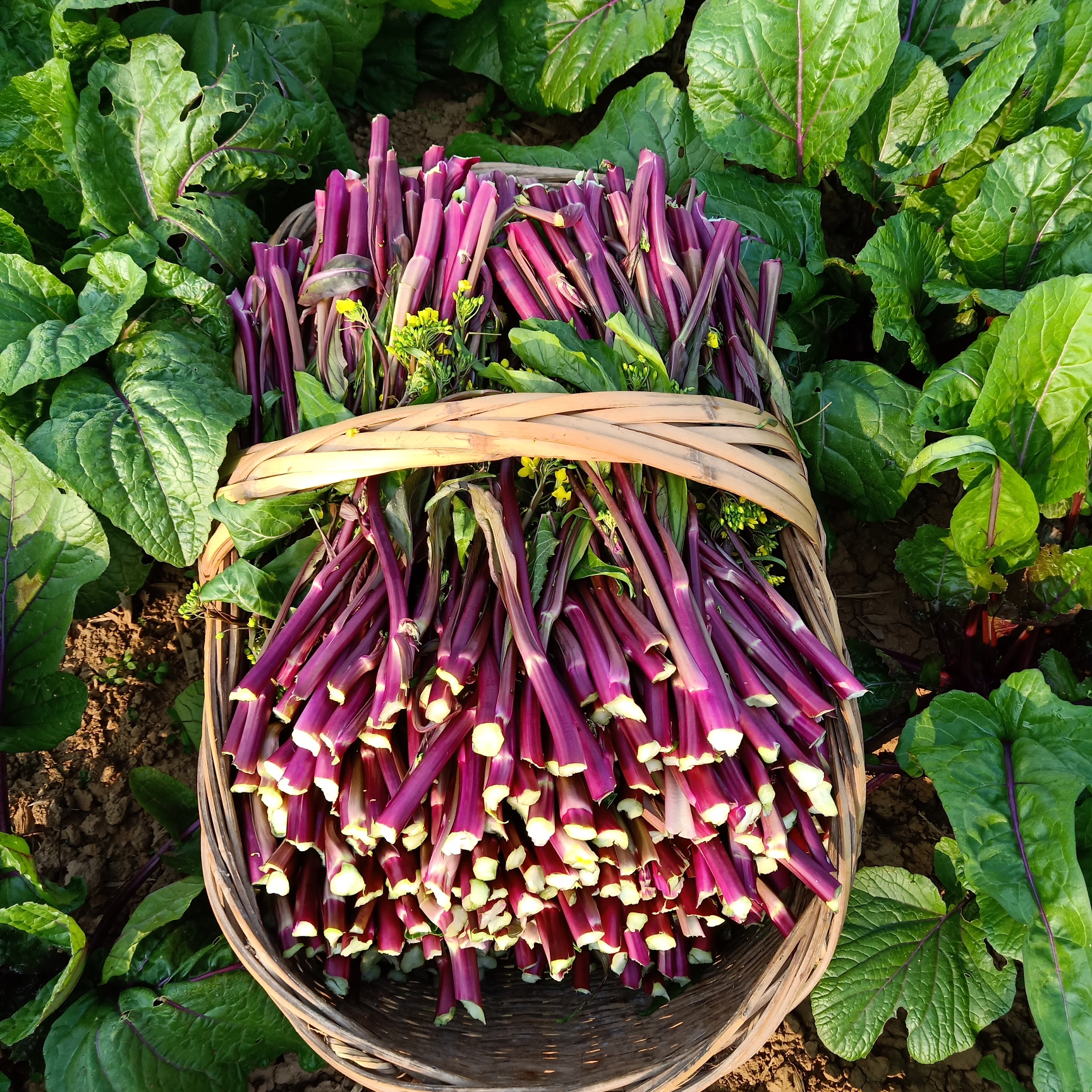 湖北红菜苔新鲜紫菜苔红油菜农家自种现摘现发4斤5斤包邮