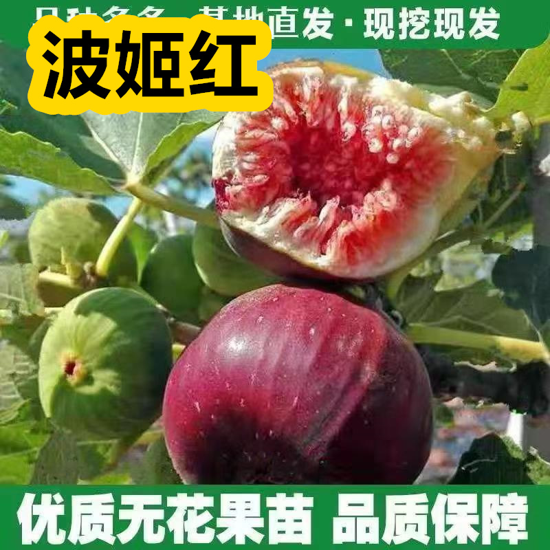无花果树果苗四季盆栽新品种果苗特大无花果苗波姬红当年结果