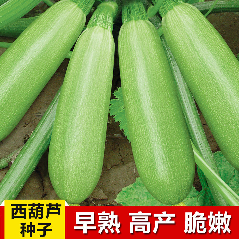 西葫芦瓜种子早熟白瓜水瓜葫芦瓜农家蔬菜种子春夏季阳台小南瓜籽
