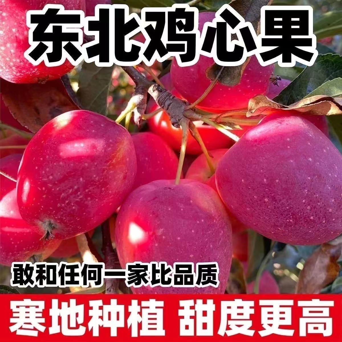 【新开园福利】正宗东北鸡心果，锦绣海棠果，冰糖心小苹果，产地直发