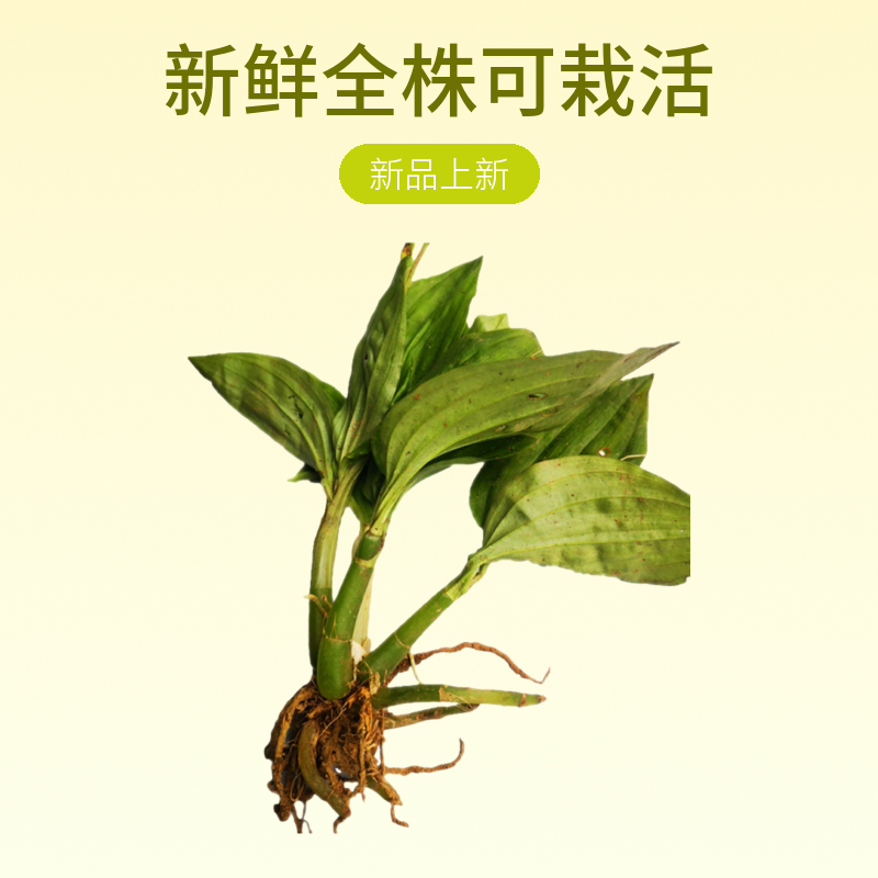 贵州见血清山货 新鲜见血青熬水新鲜全株可栽活