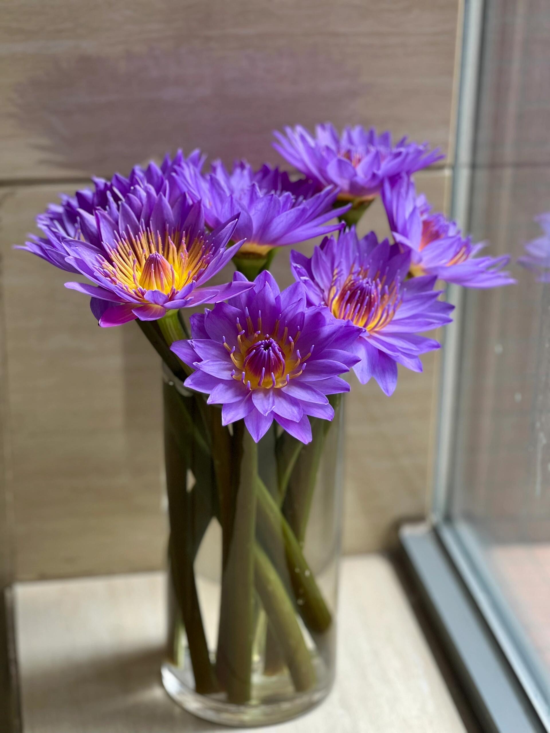 紫色睡莲鲜花基地直销插花花束水养花莲花带花苞发货